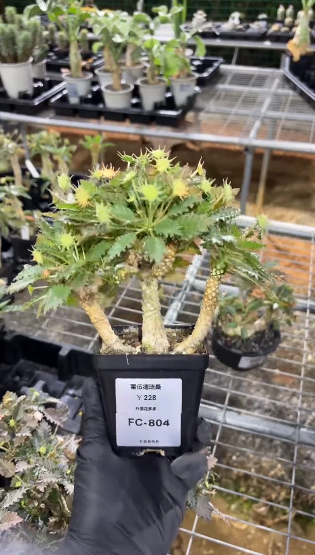 霍伍德琉桑FC-804