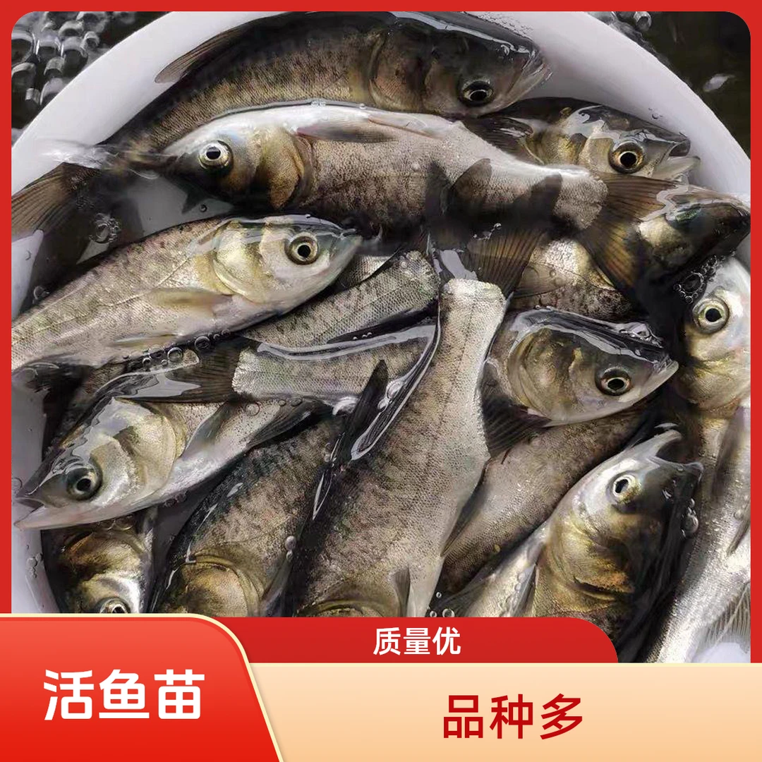 大头鱼苗半斤八两胖头鱼白鲢鱼鲫鱼苗草鱼鲤鱼苗鲜活花鲢活鱼大鱼