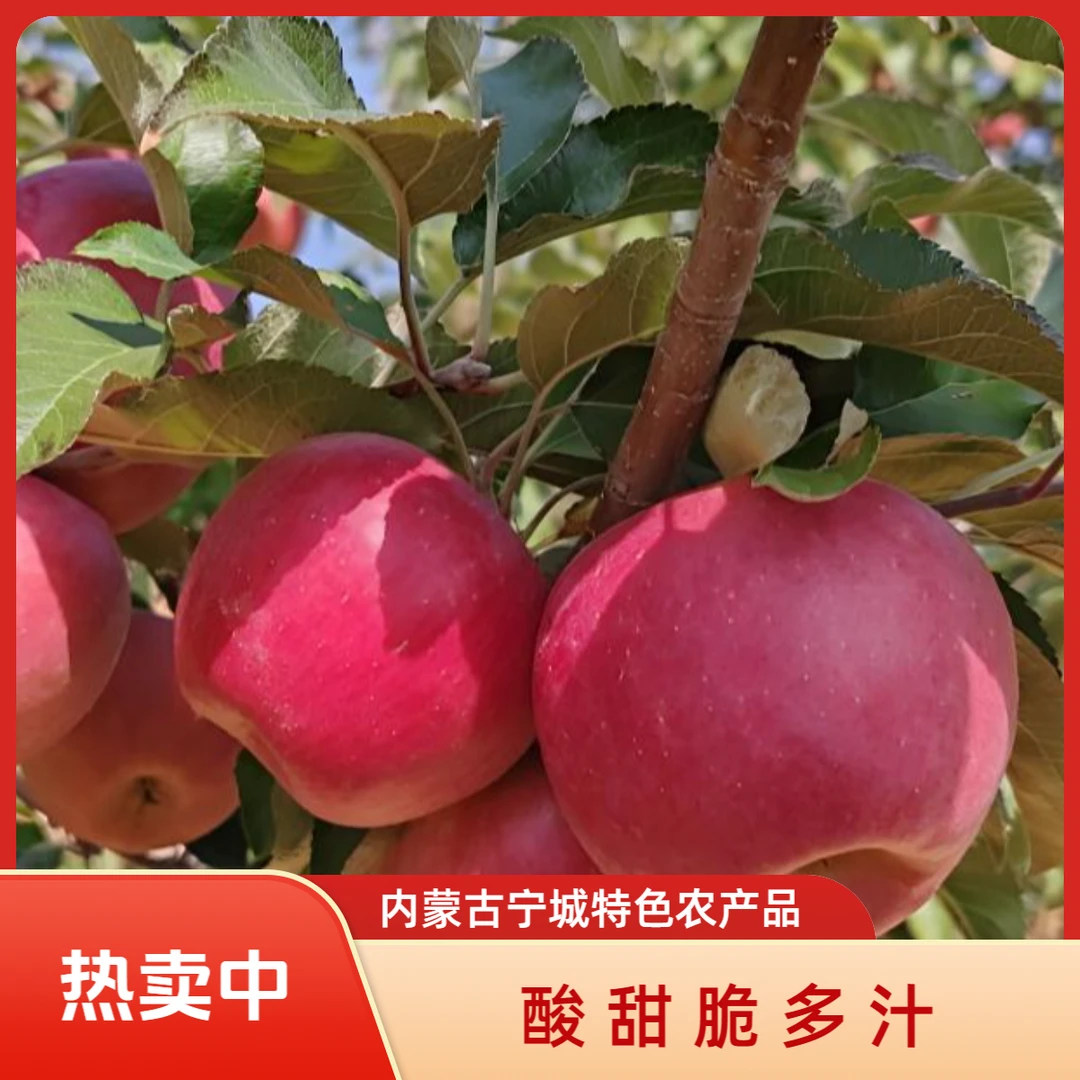 内蒙古宁城蒙富苹果宁城苹果酸甜脆多汁
