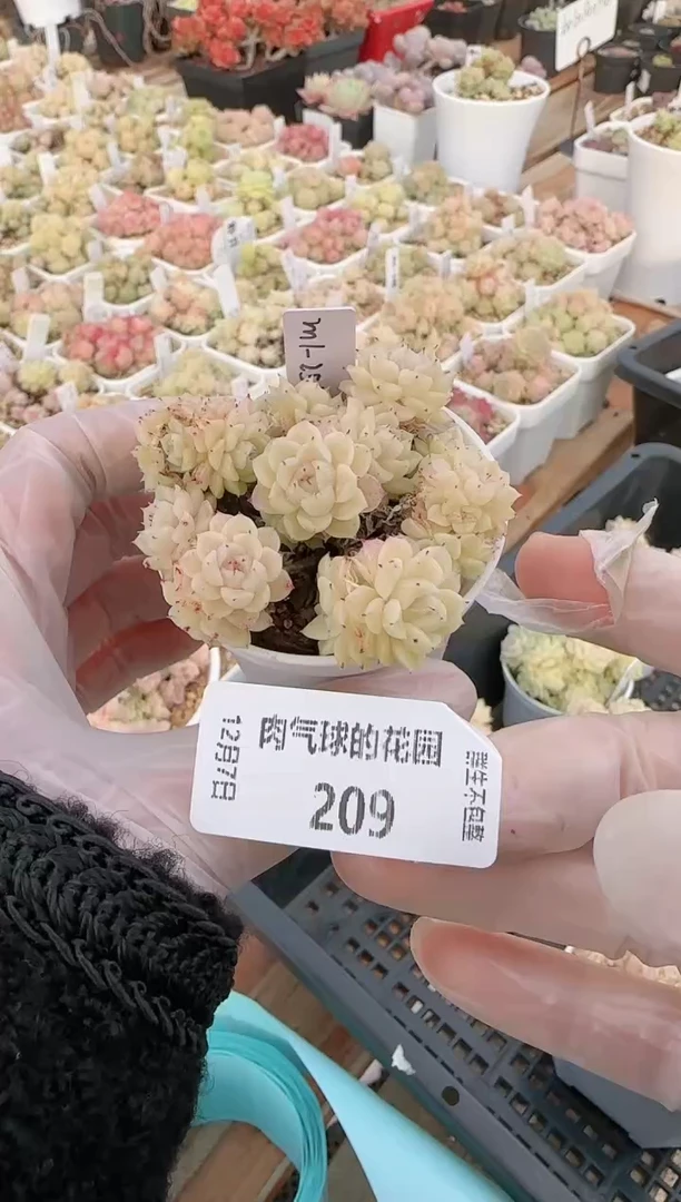 1207-209m1-252-2多肉群生不包整