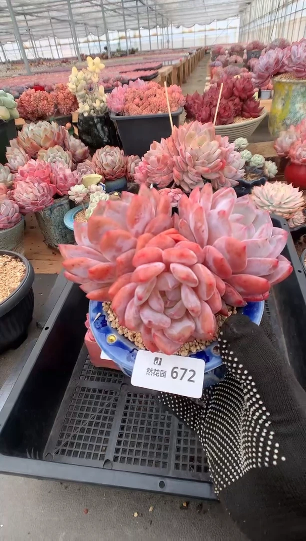 672韩橙多肉植物一物一拍