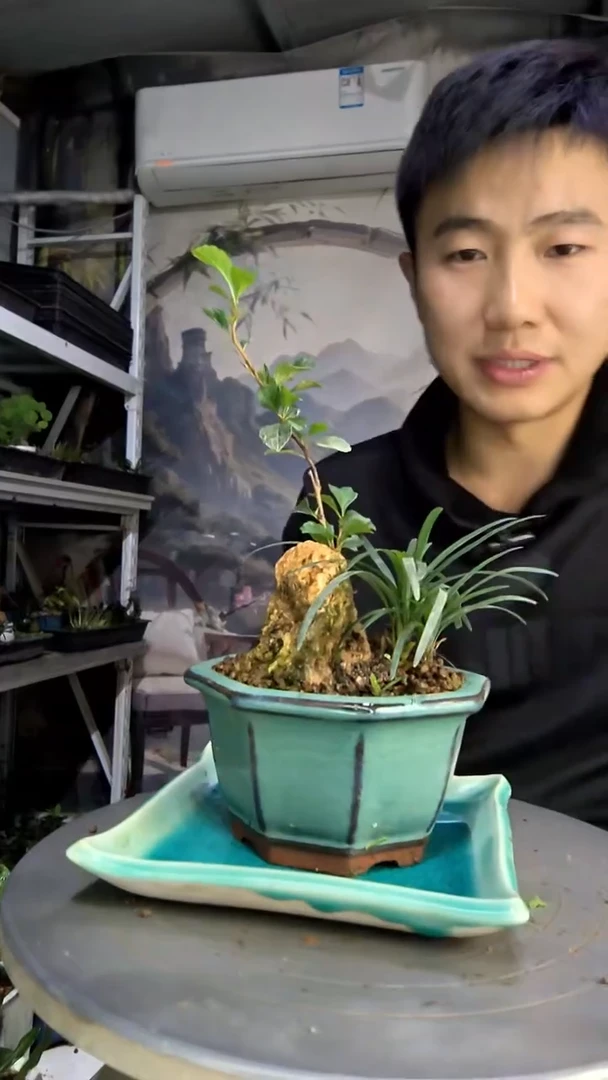 远***人中青园艺一物一拍210