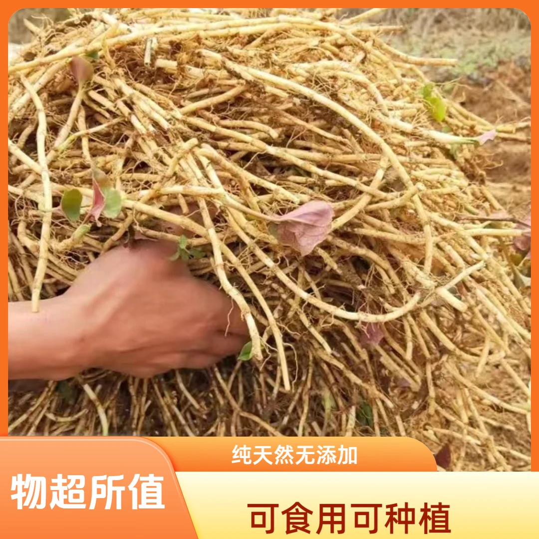 农家自种现挖鱼腥草折耳根新鲜嫩根嫩芽正宗节儿根湖北蔬菜批发