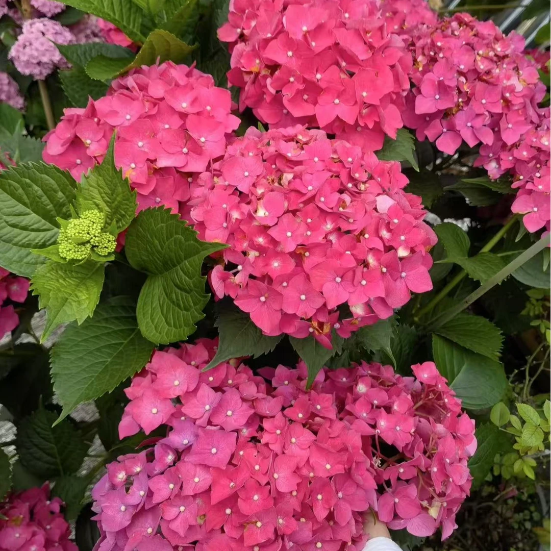 【红美人】5加仑 红色大花绣球多年生露天苗生花苞原盆原土基地发