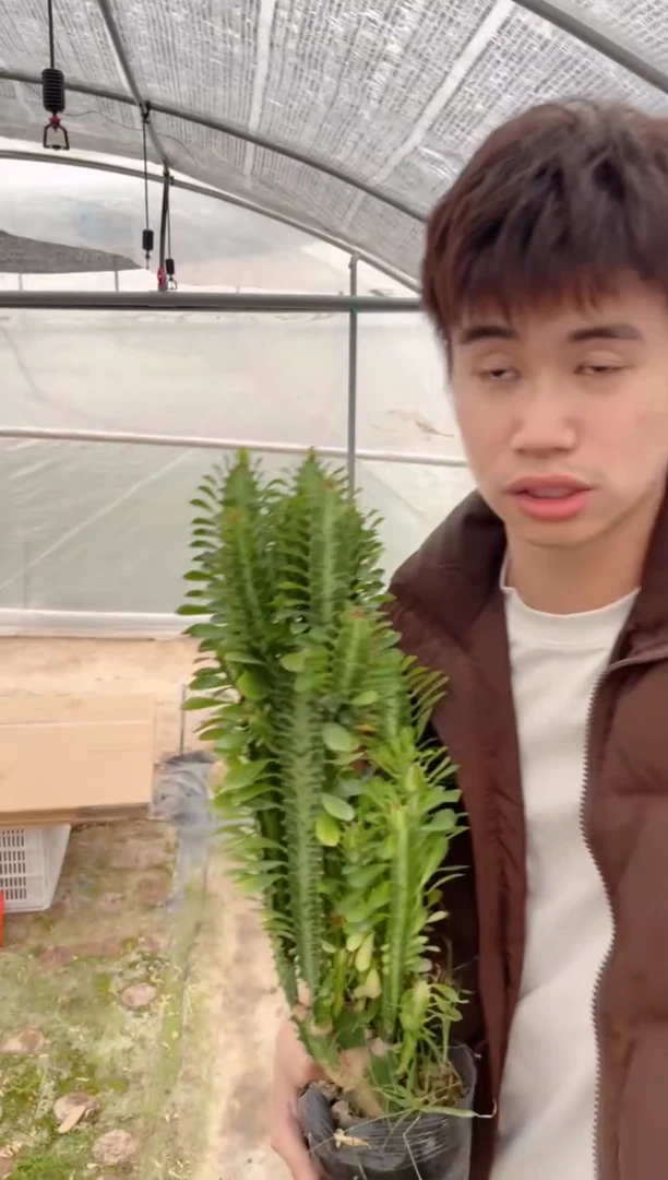 【闪购商品】绿龙骨 高30cm 3头起发