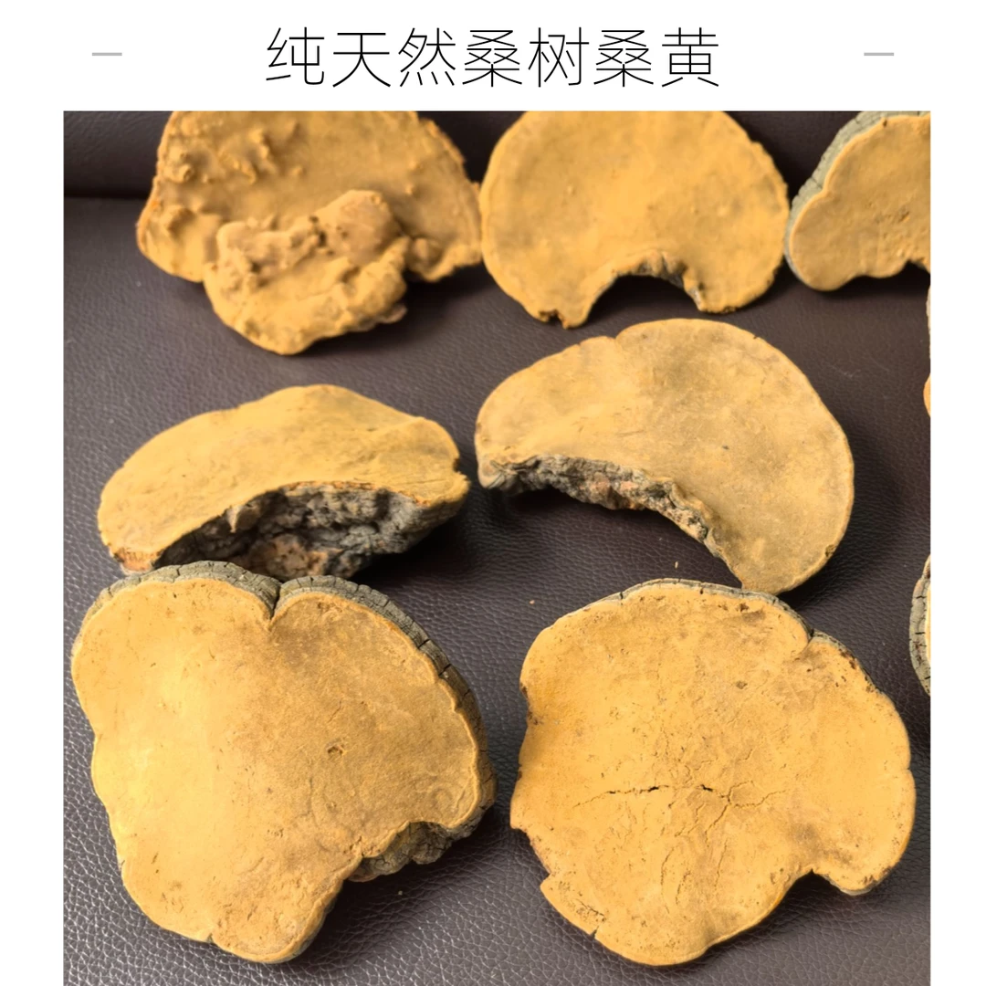 西藏正宗桑黄灵芝500克（送250克灵芝）山货