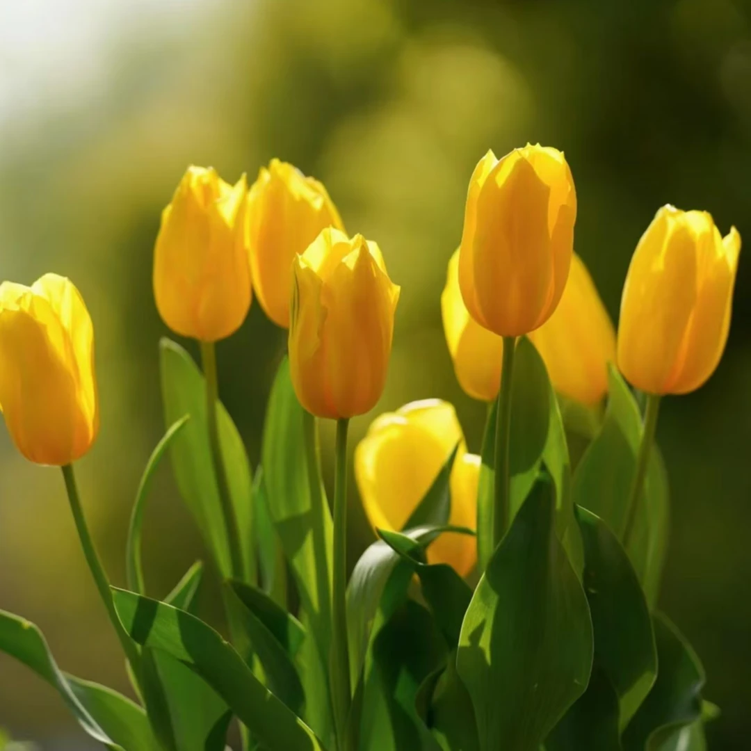 金色阿波罗三球荷兰进口耐寒郁金香种球