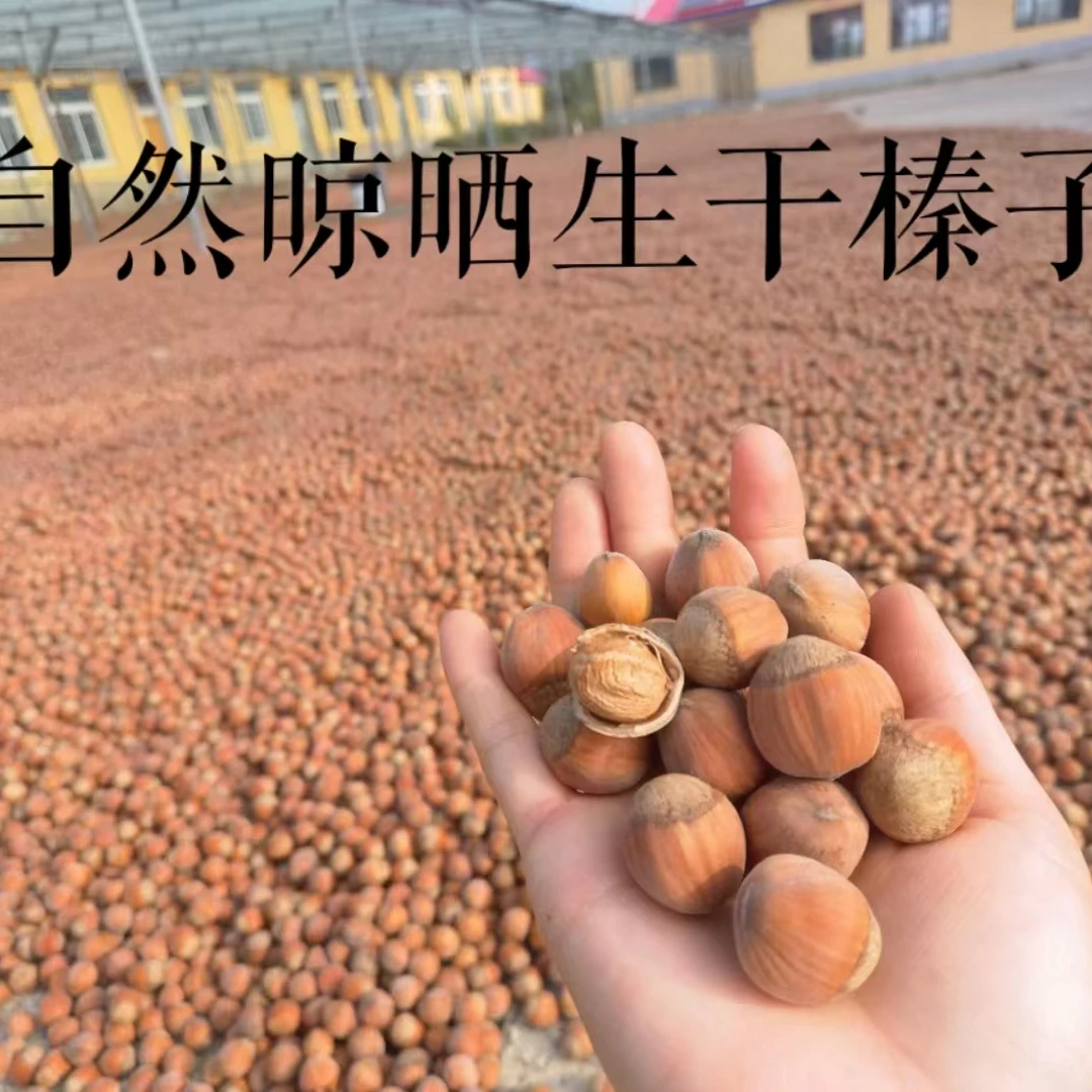 自然晾晒 生干榛子 自然成熟 天然晾晒