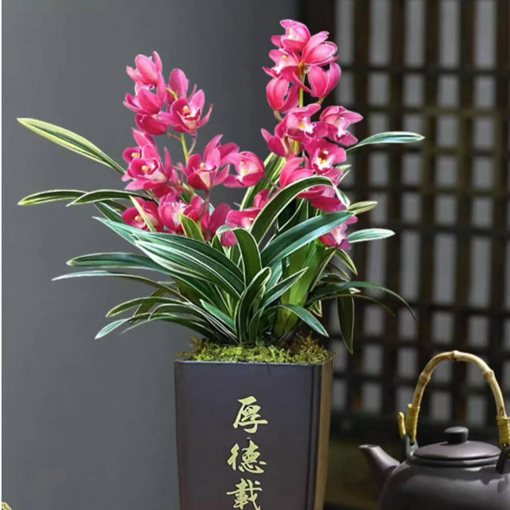 矮种金边中国龙兰花