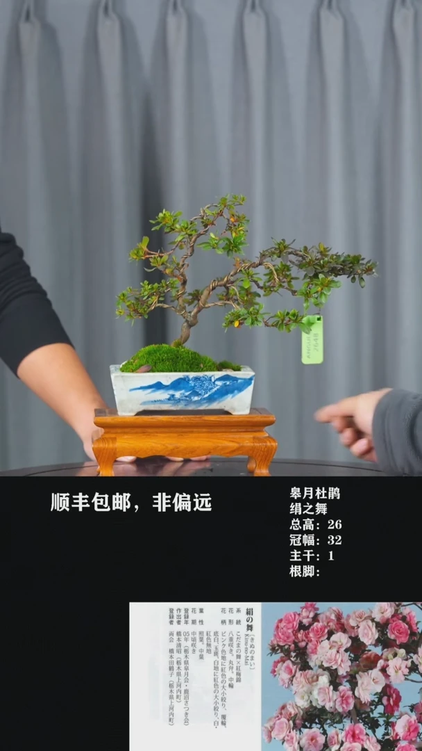 【闪购商品】-绢之舞-T13