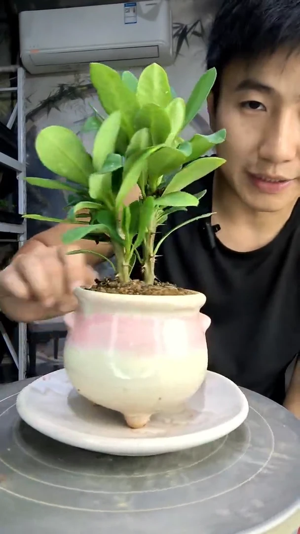 抖****拉中青园艺一物一拍95