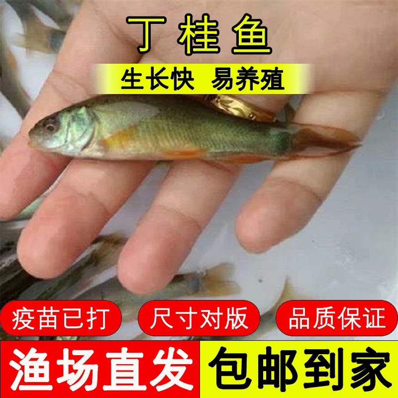 四川鱼苗 丁桂鱼 好养殖
