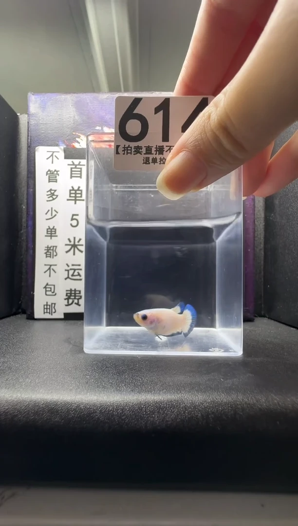 斗鱼母鱼编号：614