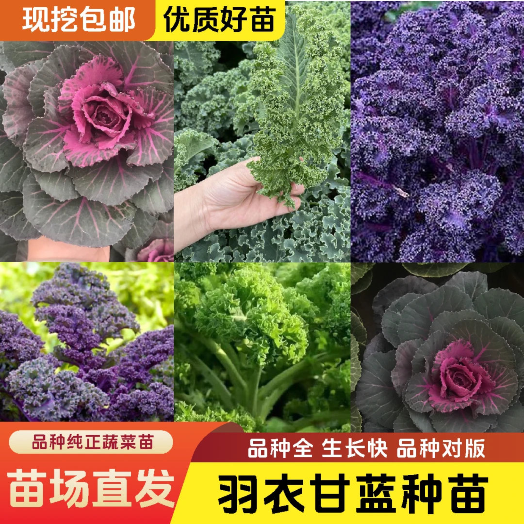 【羽衣甘蓝苗菜苗】超耐寒绿色蔬菜可食用可观赏多茬采收蔬菜女王