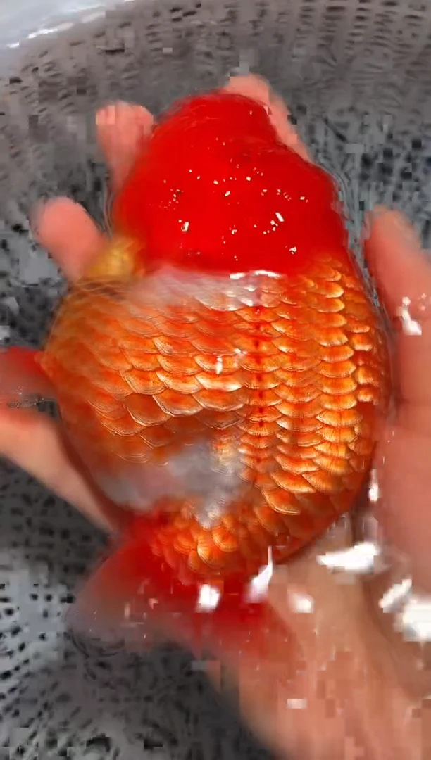 金鱼（运费自理，马印灯照射）福州追鱼兰寿金鱼