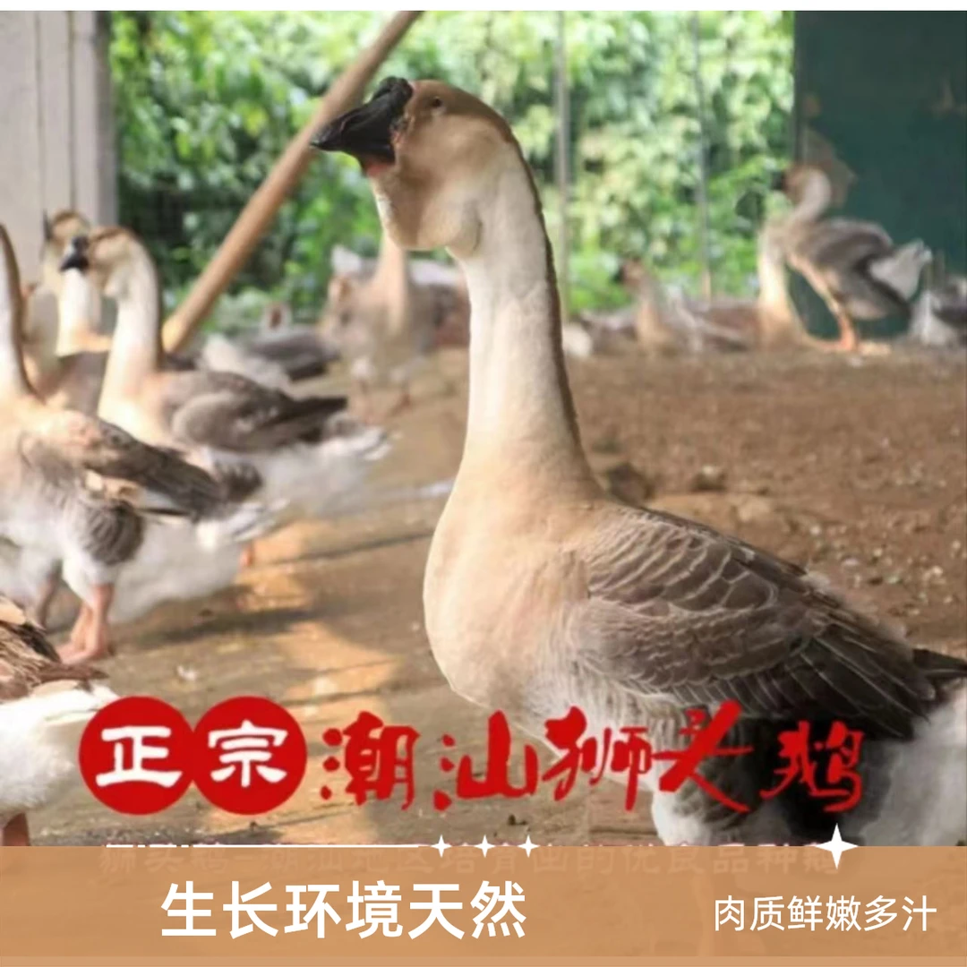 （三两左右）特大种狮头鹅肉干肉质鲜美顺丰包邮到家