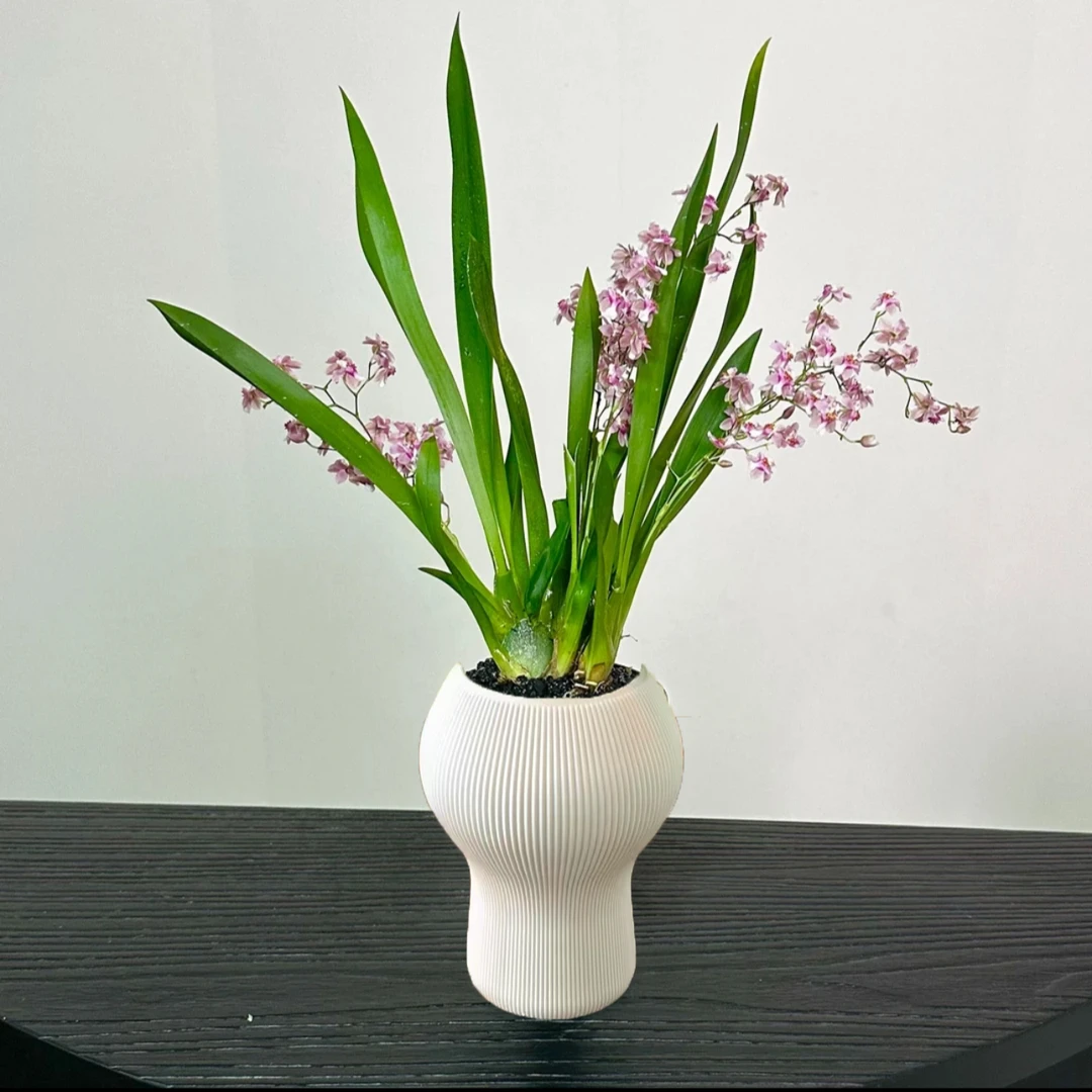 【梦香兰】奶油花香味灵动可爱梦香兰带花剑盆栽苗阳台窗边桌面绿植