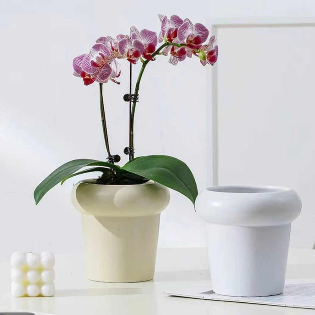 蝴蝶兰【陶瓷盆】无花 兰花专业陶瓷花盆