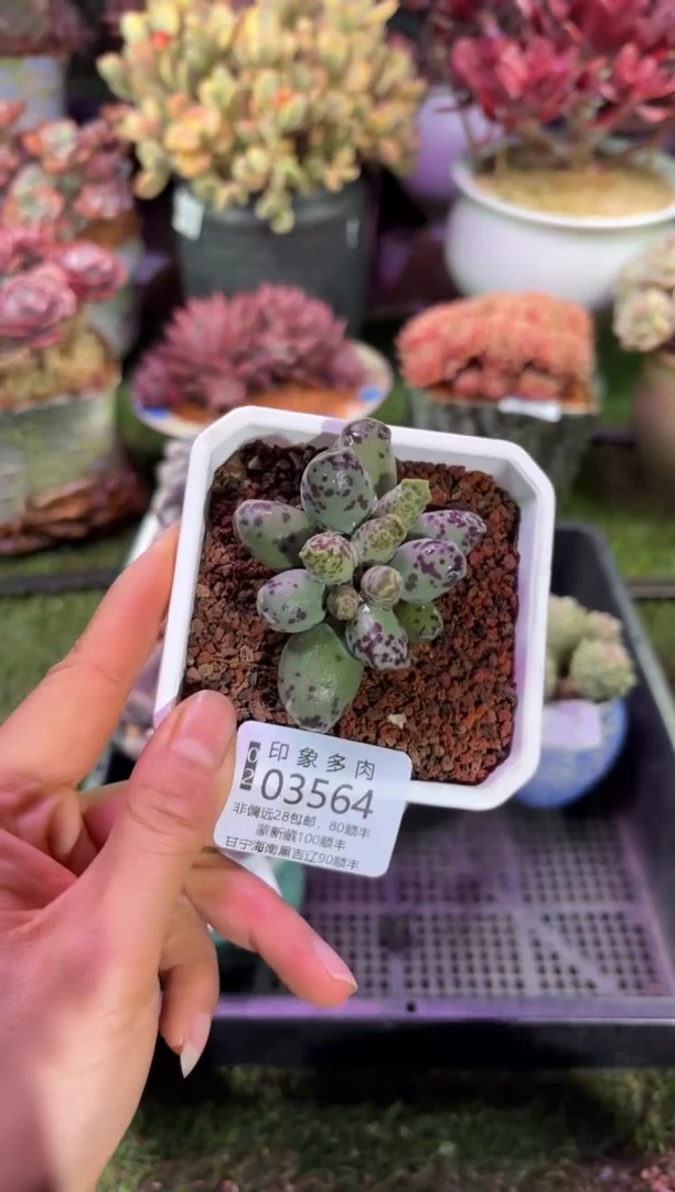 【闪购商品】03564