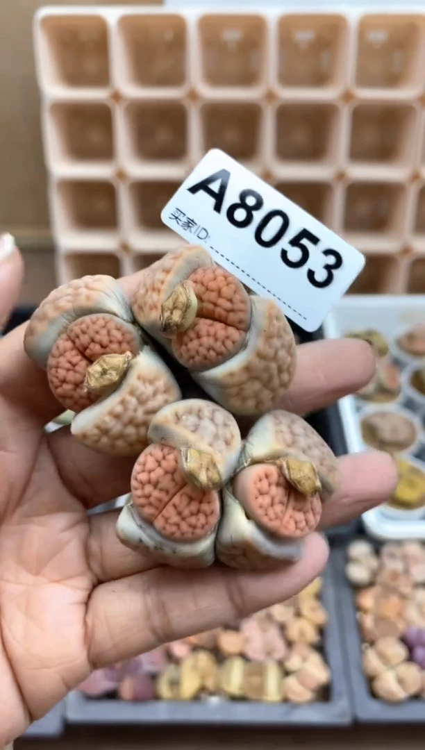 【闪购商品】8053直播一物一拍