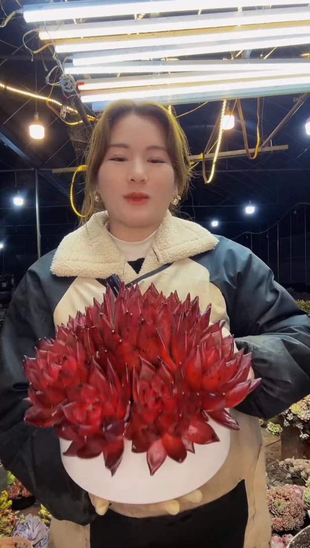 【闪购商品】黑钻一物一拍带盆（物流自理）