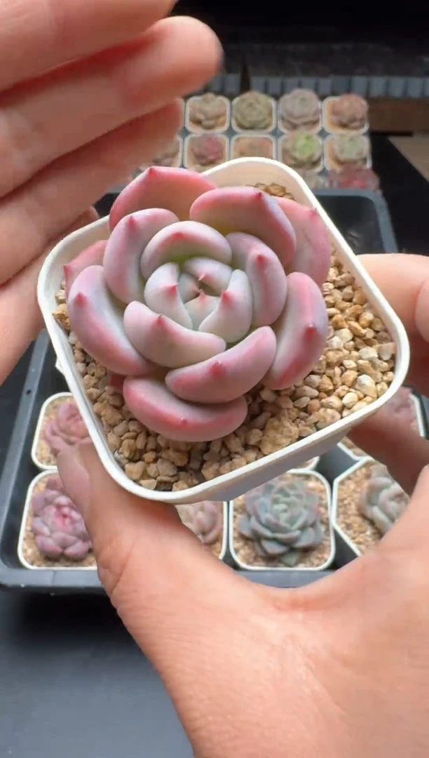 【闪购商品】886号一物一拍珍妮多肉花卉植物3颗起发