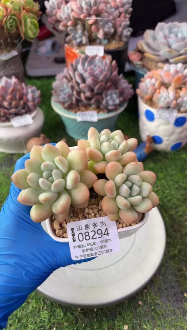 昆明印象多肉08294