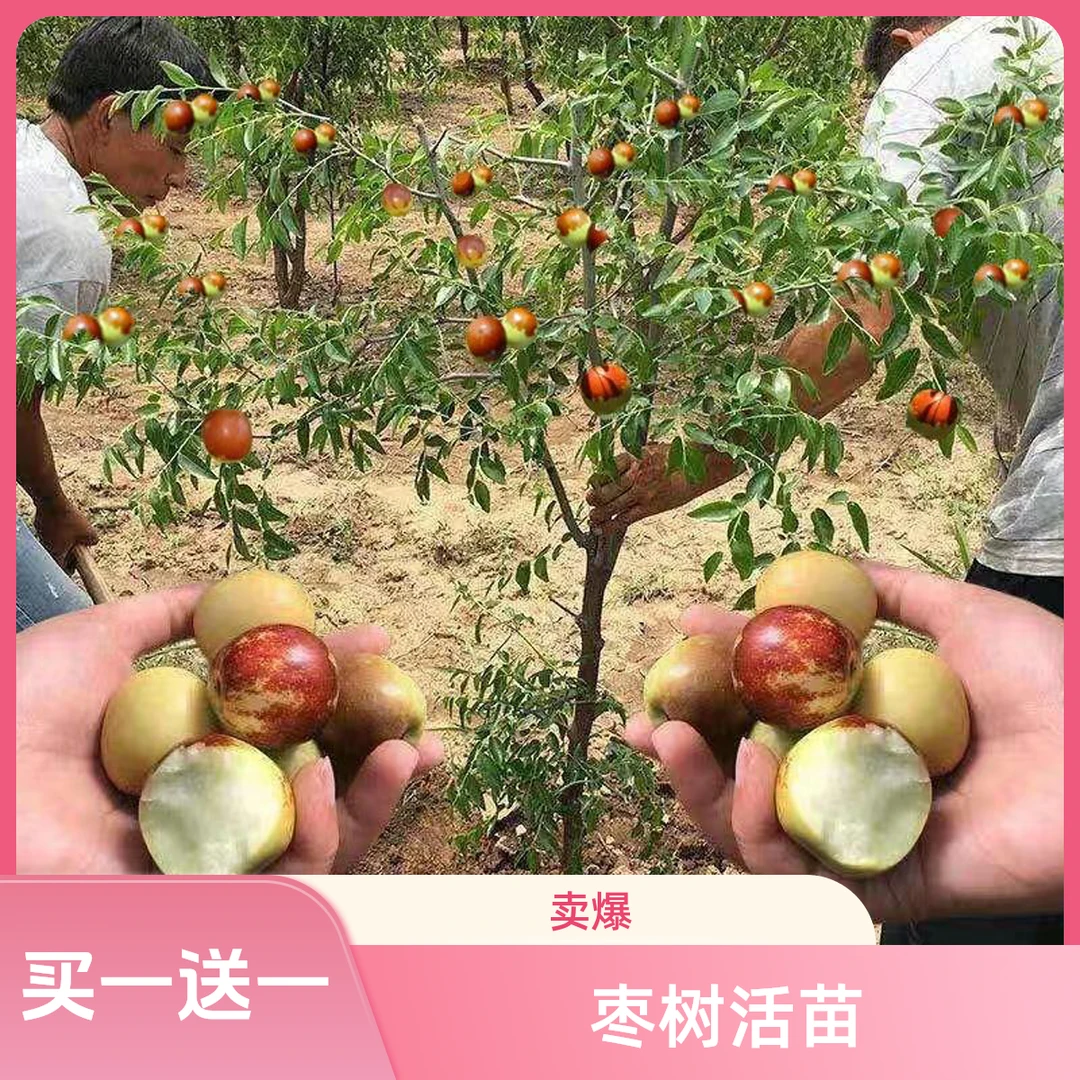 沾化冬枣树活苗 冰糖冬枣脆甜无渣南方北方种植庭院 枣树果树苗