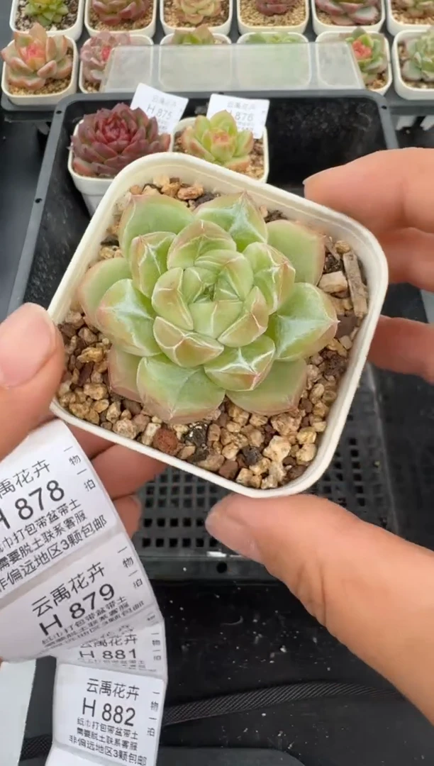 877H云禹多肉植物 带盆土纸巾打包 当天拍3颗包邮