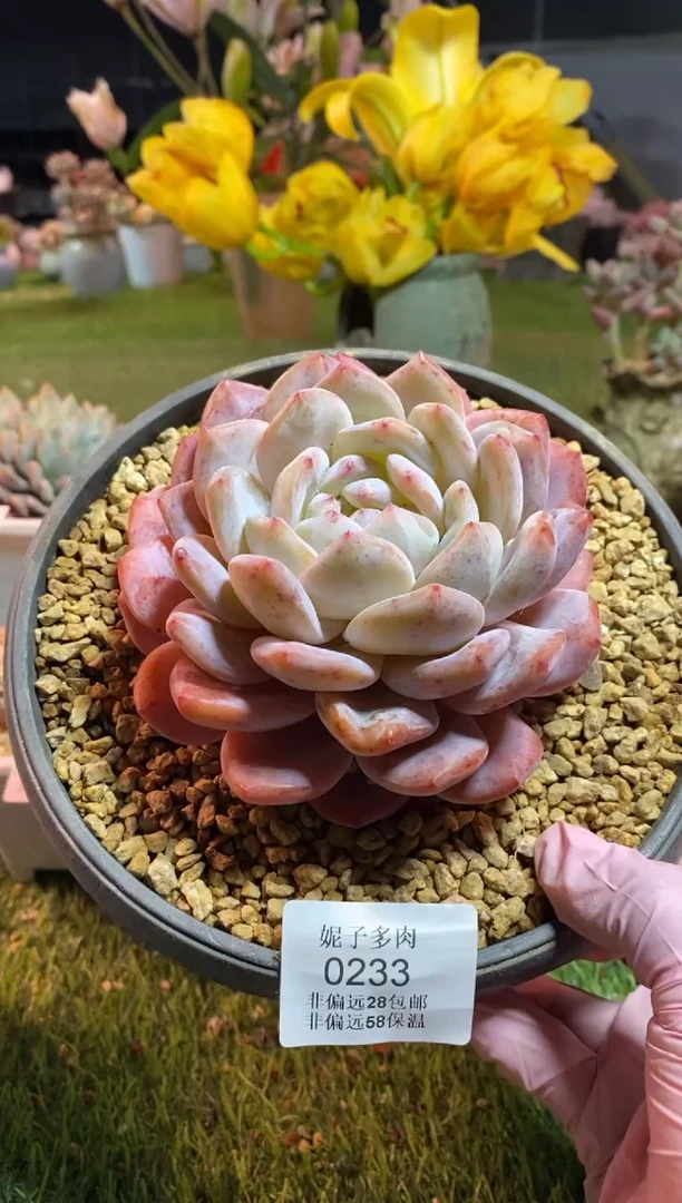 【闪购商品】0233a