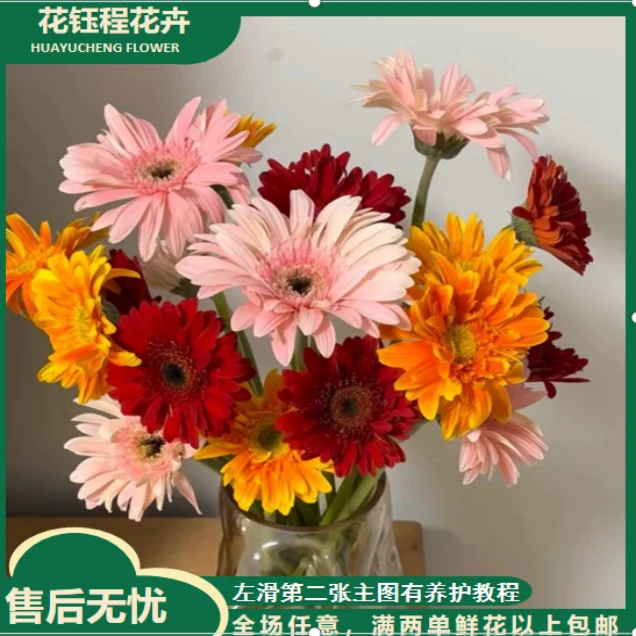 【春日来信】非洲菊 两单以上包邮