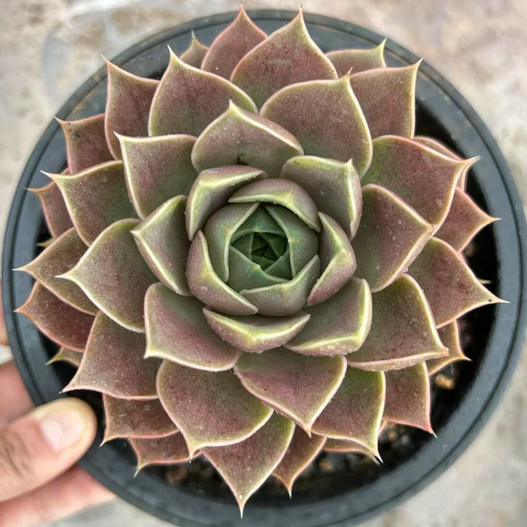 帕帕玫瑰 精控老桩单头金属高级感12-15cm左右    多肉植物