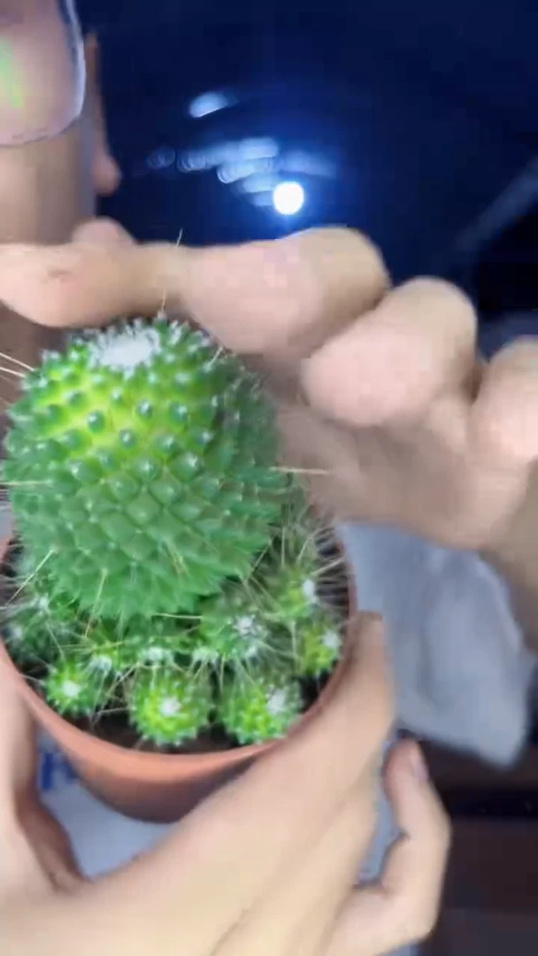 无刺 白珠【实生根】