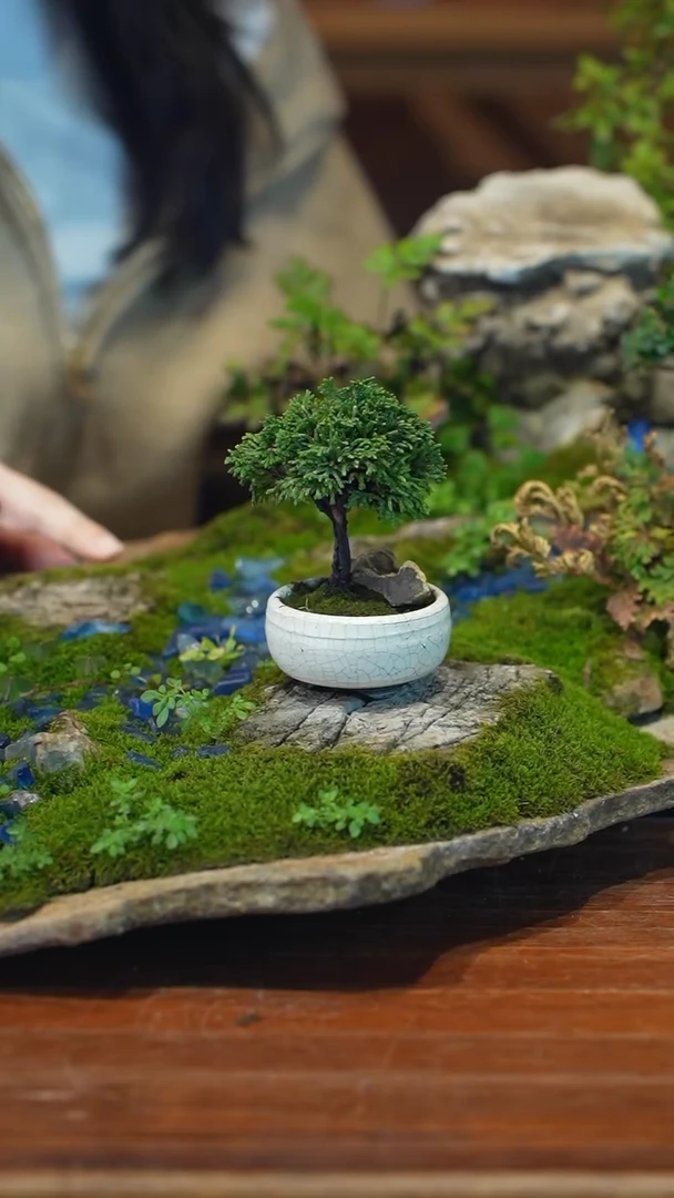 全部花朵年杉桧盆景盆景盆景