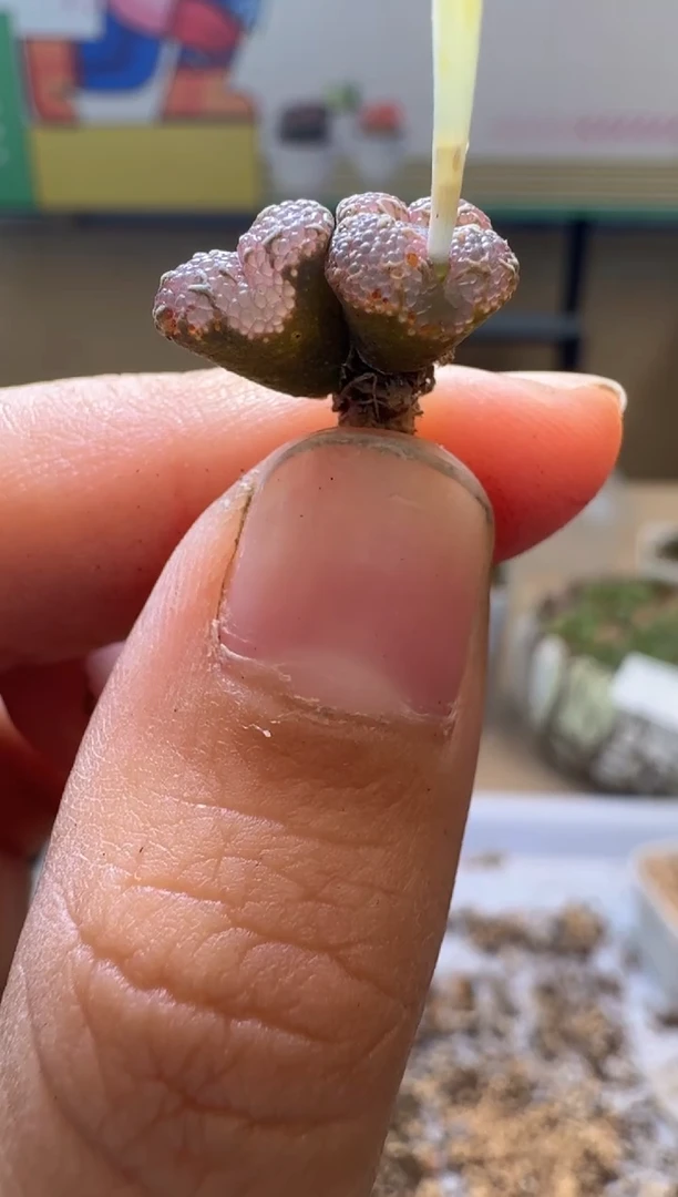 我****猫多肉植物肉锥17-179