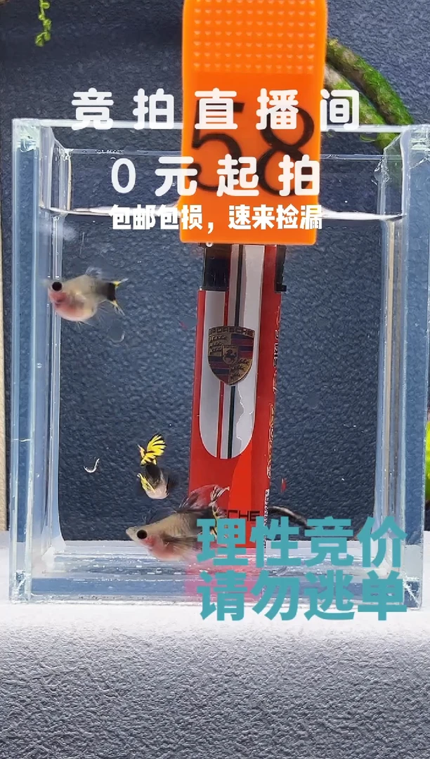 孔雀鱼小蜜蜂三条标号58
