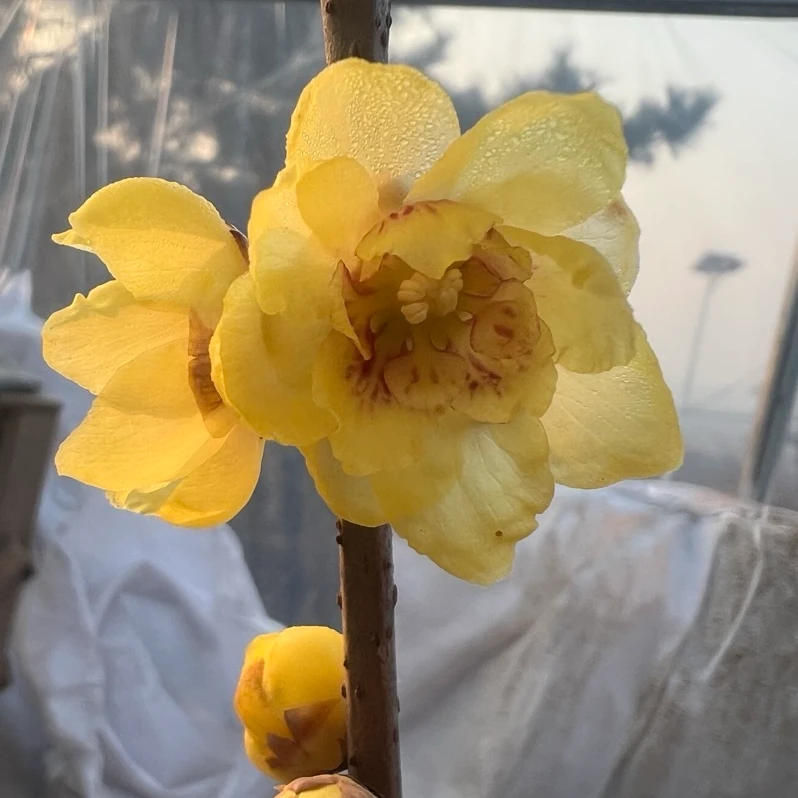 花友专拍  一物一拍 梅花腊梅徽梅