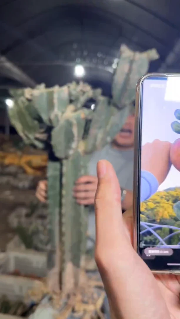 大 母本 量天尺【带根】