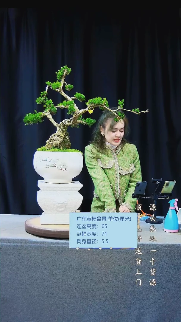 【闪购商品】雀舌黄杨盆景雀舌黄杨盆景