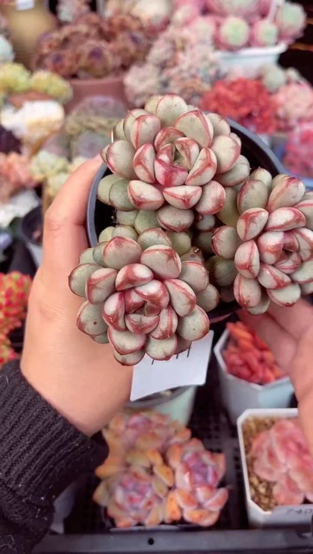 【闪购商品】741葡萄多肉