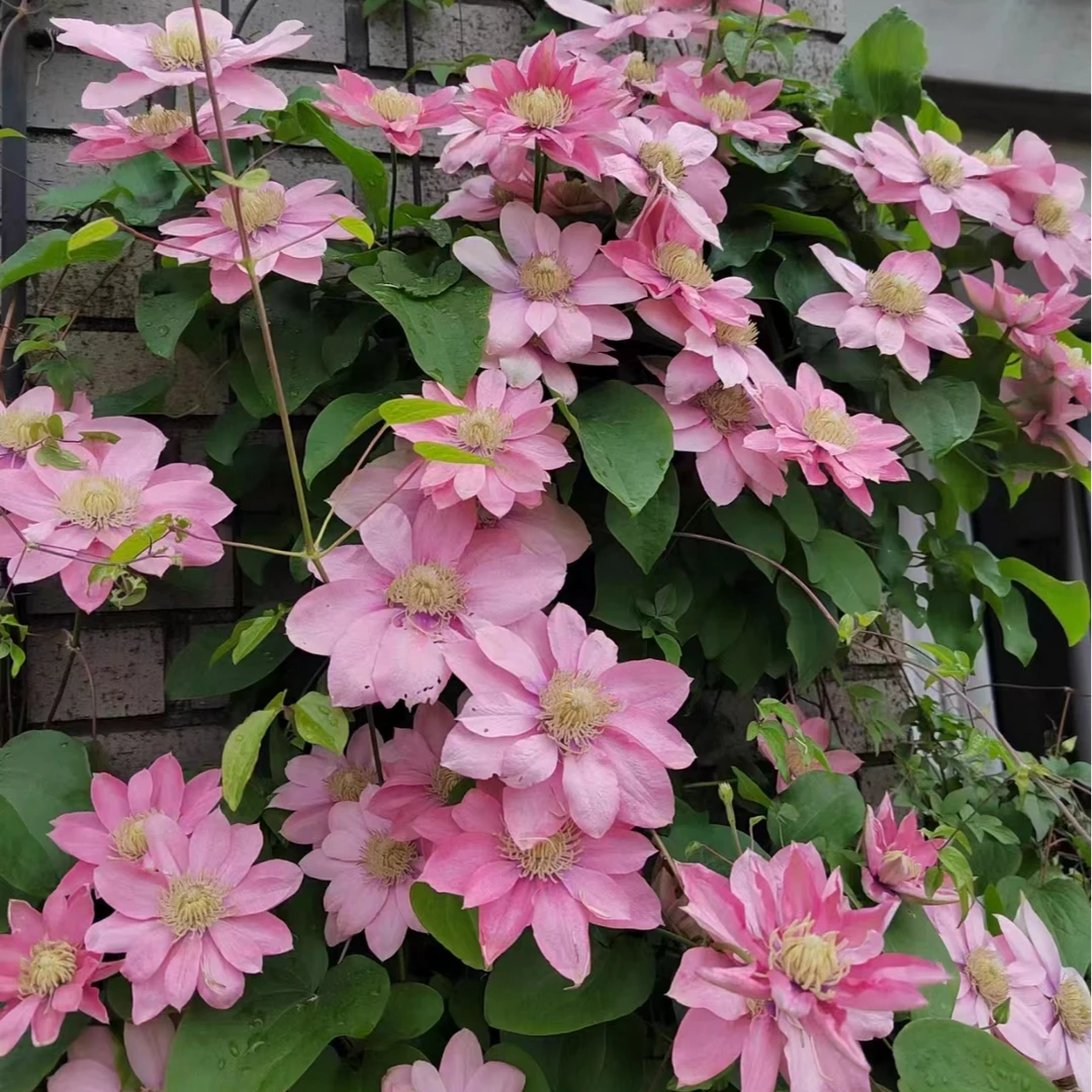 铁线莲花中大苗  小美人鱼 阳台庭院花园盆栽地栽植物 二类修剪