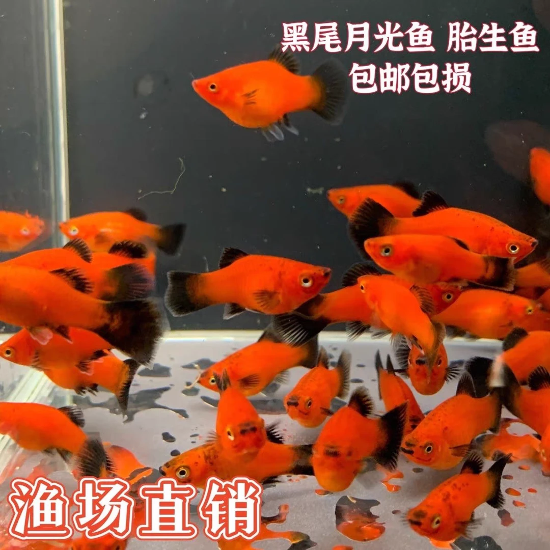 熊猫月光黑尾月光米奇鱼胎生鱼直接生小鱼下崽狂魔鱼小型观赏鱼
