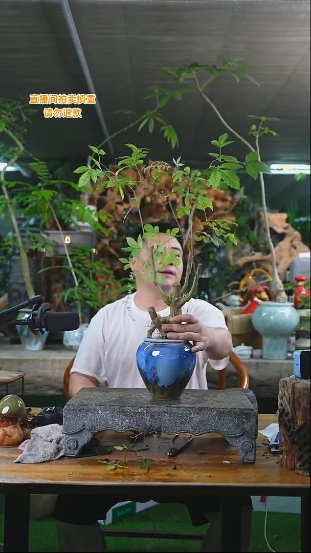 当前无花栽培后可以开花黄荆050+
