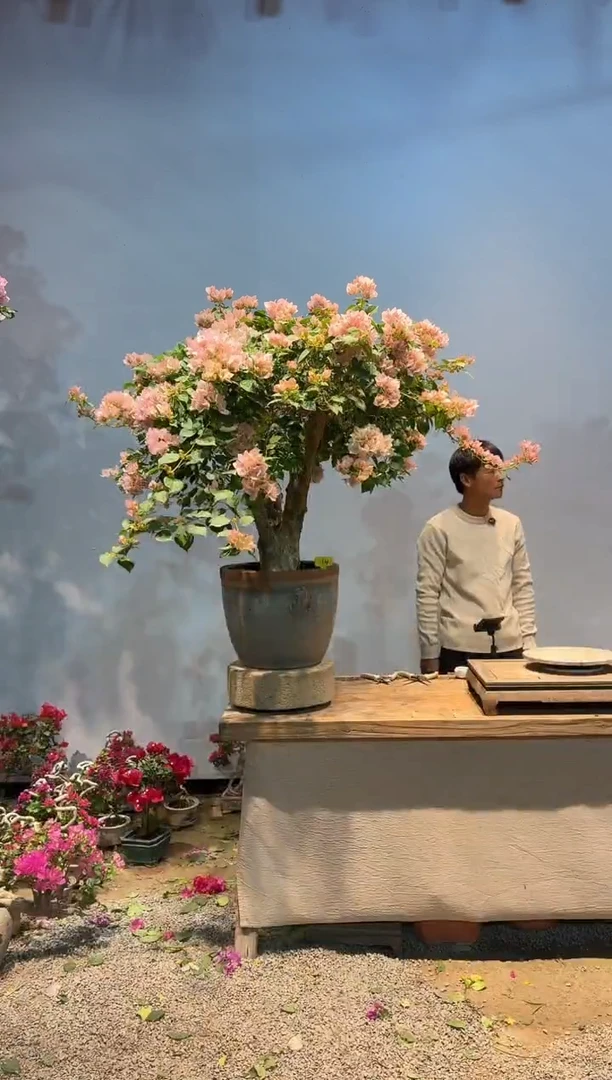 全部花朵榨***酒三角梅14