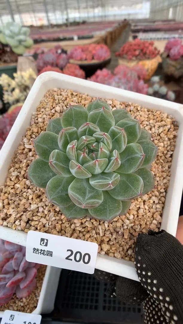 200雪花珍妮一物一拍