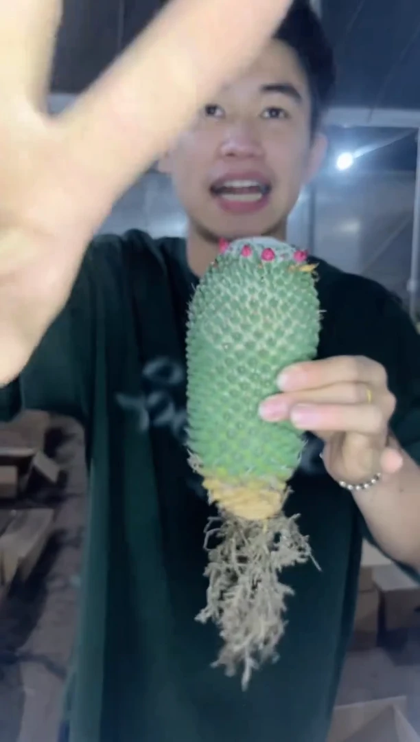 实生根 大单头 多粒丸