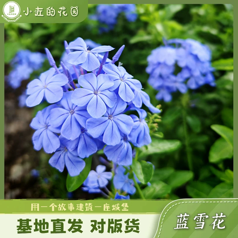 蓝雪花可攀援盆栽超长花期耐晒多年生阳台庭院开花植物好养易爆盆
