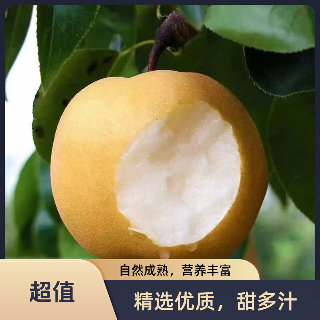 【顺丰包邮】山东秋月梨莱阳秋月梨正宗莱阳秋月梨