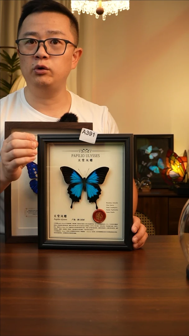 天堂凤蝶真蝴蝶标本A391