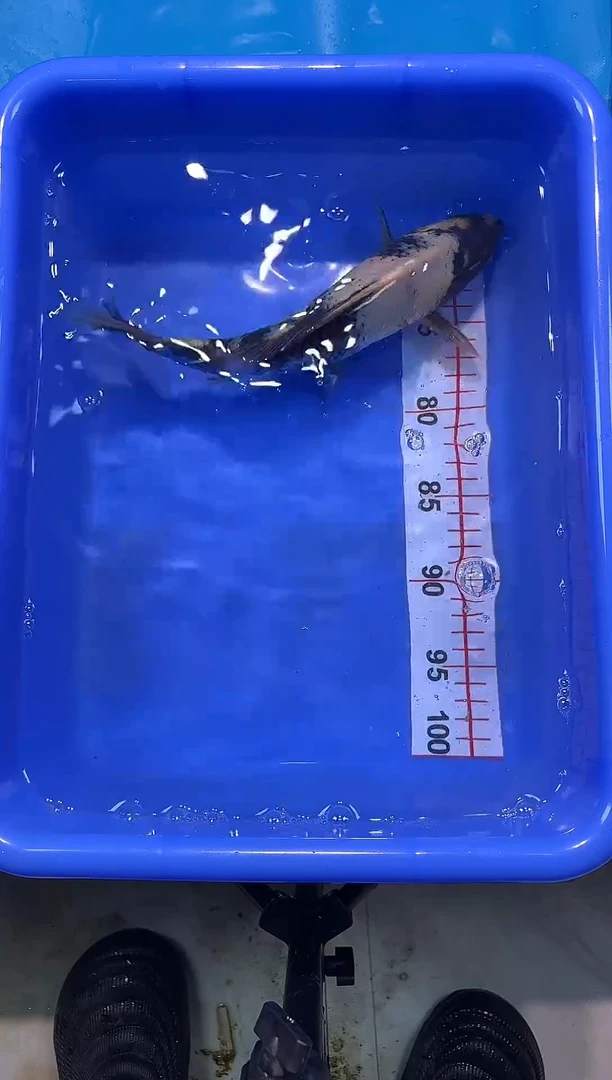 锦鲤2026-1-3汇鼎锦鲤----28